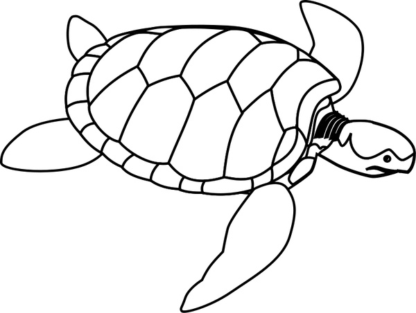 600x452 Green Sea Turtle Line Art Free Vector In Open Office Drawing Svg