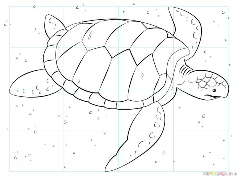 775x575 How To Draw A Sea Turtle Step By Step Drawing Tutorials