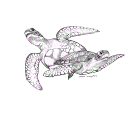 267x236 Sea Turtle Facts For Kids