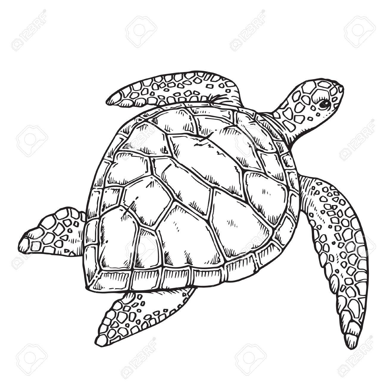 1300x1300 Turtle Stock Photo, Picture And Royalty Free Image. Image 44624418.