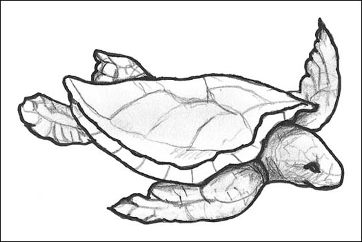 525x351 Understanding Turtles And Tortoises