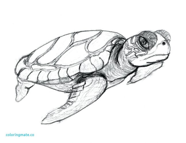 647x500 Coloring Page Sea Turtle Coloring Pages. Cute Sea Turtle Coloring