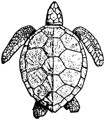 Green Sea Turtle Drawing at GetDrawings | Free download