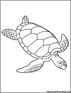 236x309 How To Draw A Sea Turtle Step 5 Art With Turtles