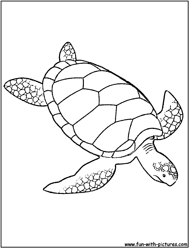 800x1050 Green Sea Turtle Coloring Page Sea Animals Wedding Decor