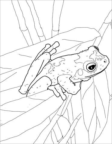 371x480 Green Eyed Tree Frog Coloring Page Free Printable Coloring Pages