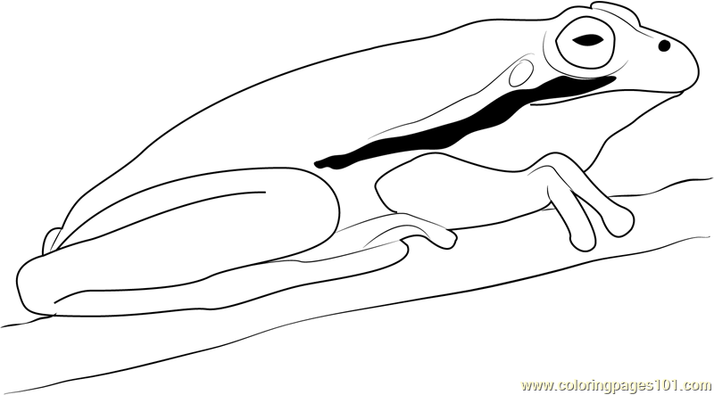 800x443 Green Tree Frog Relaxing Coloring Page