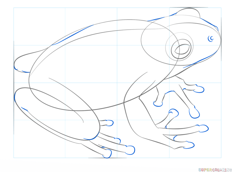 775x575 How To Draw A Leaf Green Tree Frog Step By Step Drawing Tutorials