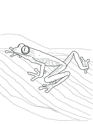 360x480 Tree Frog Coloring Page Click To See Printable Version Of Red Eyed