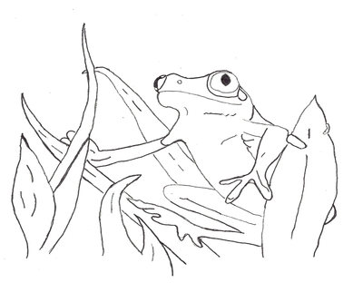400x322 Wood Tree Frog Coloring Page Pages For Kids