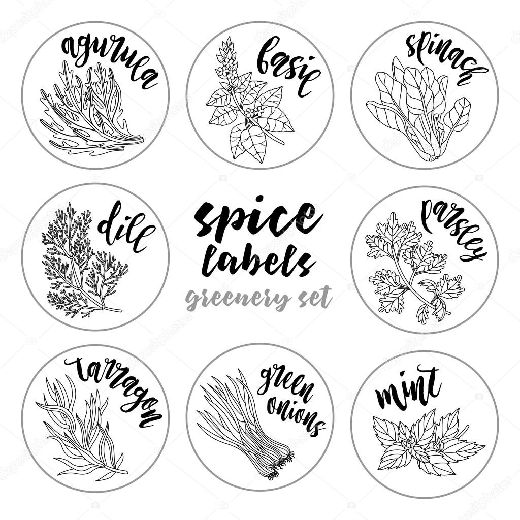 1024x1024 Spices Herbs Labels. Contour Vector Greenery Set Stock Vector