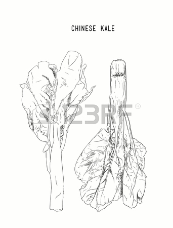 342x450 Vector Of Fresh Green Chinese Cabbage, Bok Choy Isolated