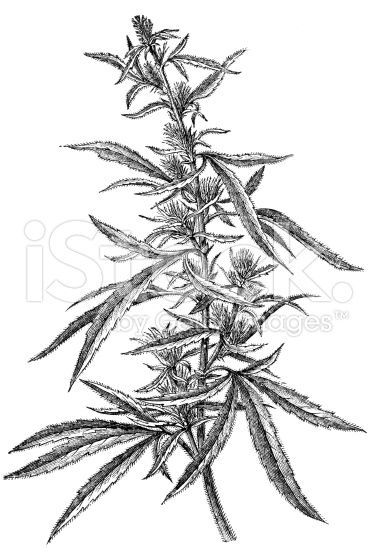 377x556 Marijuana Plant Drawing