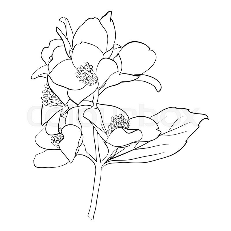 800x800 Beautiful Monochrome Black And White Flower Isolated On White