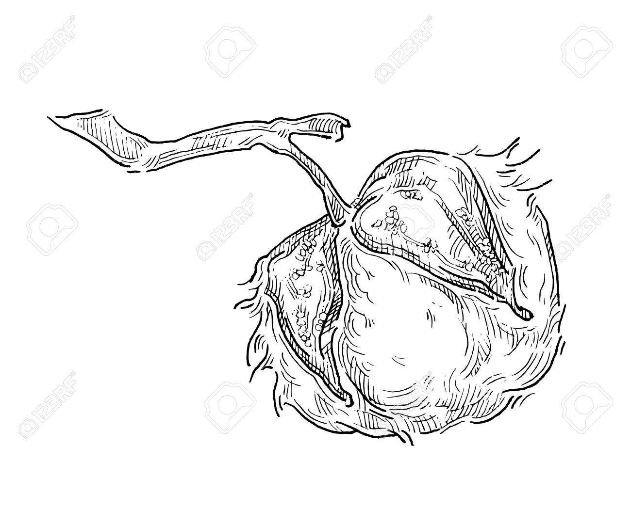 1300x1083 Hand Draw Ink Cotton Plant. Vector Engraving Illustration. Can