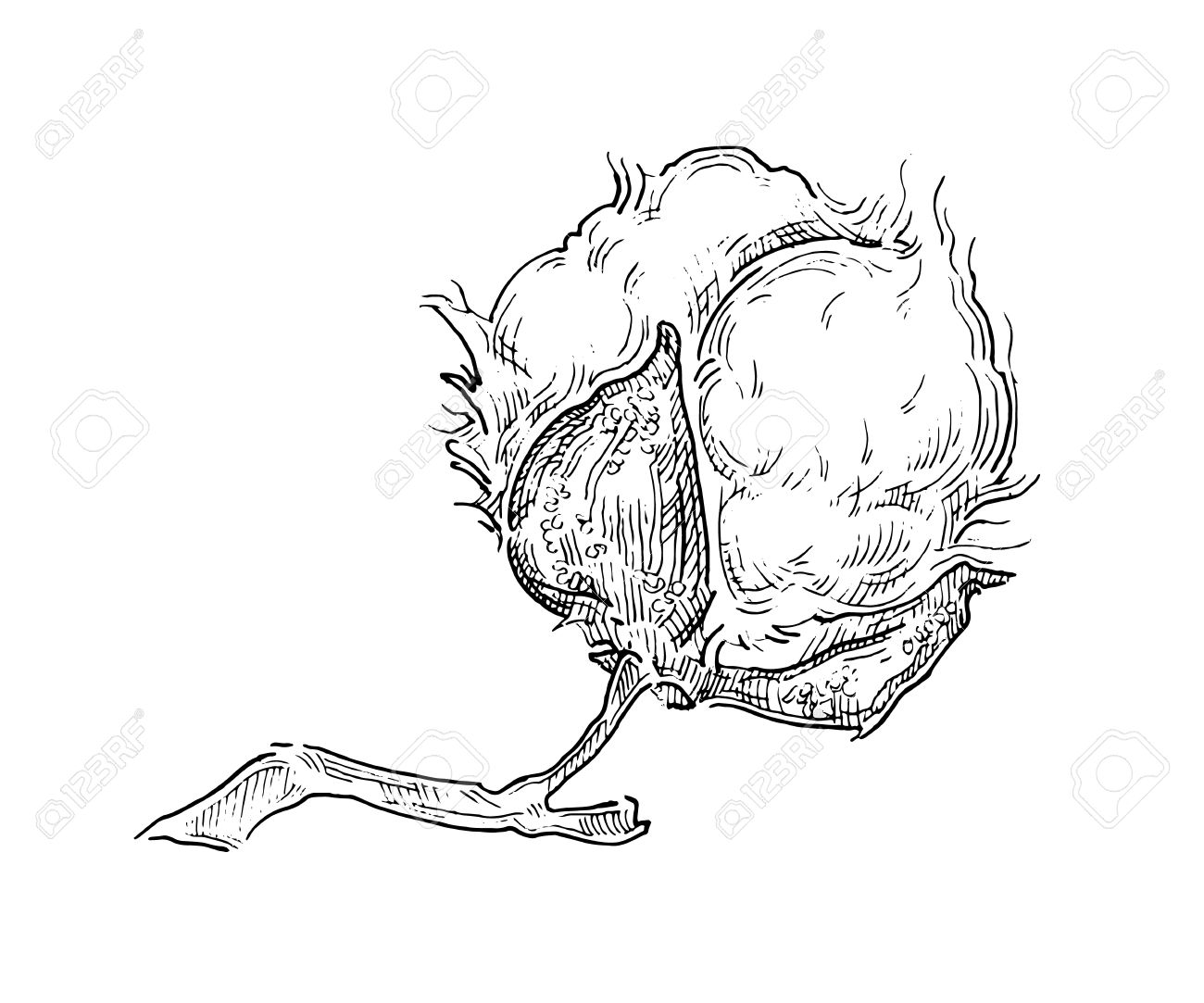1300x1083 Hand Draw Ink Cotton Plant. Vector Engraving Illustration. Can Be