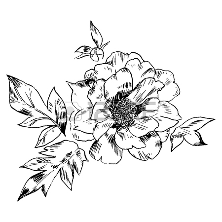 450x450 Hand Drawing Peonies. Vector Graphic Flowers. Decorative