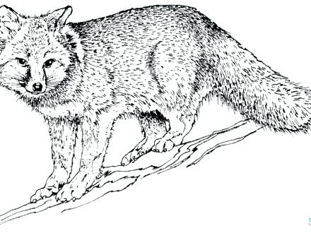 440x330 Gray Wolf Coloring Page Wolf Coloring Page Grey Wolf Coloring