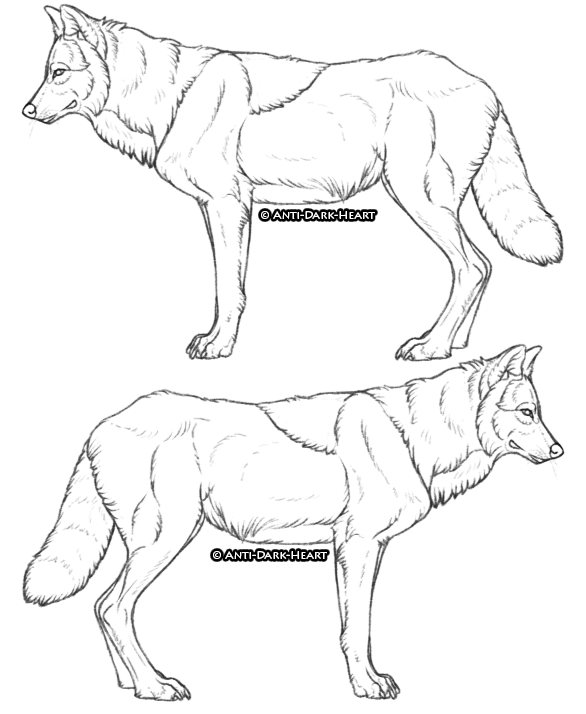 586x714 Grey Wolf Lineart Weasyl