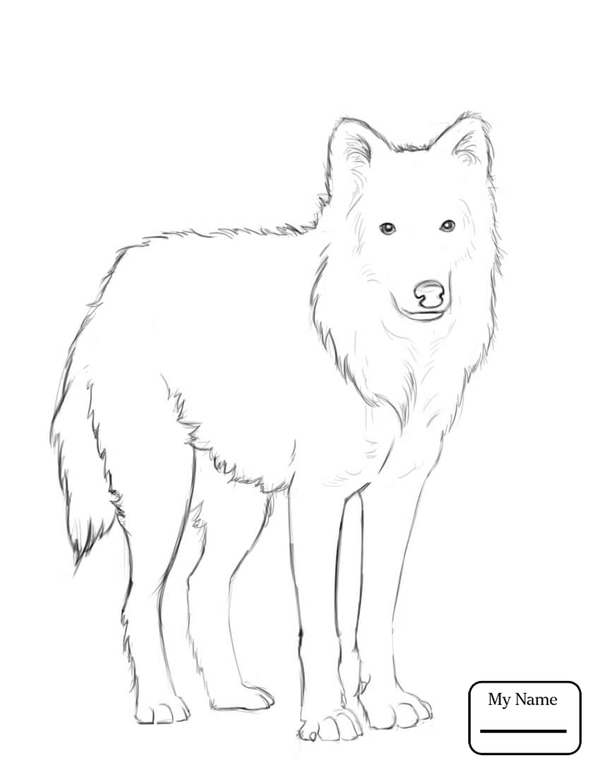 840x1087 Grey Wolf Wolf Mammals Wolf Coloring Pages