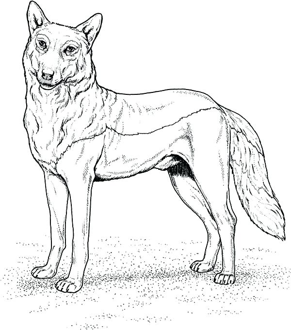 600x682 Lovely Grey Wolf Coloring Pages Kids Gray Page Download Print