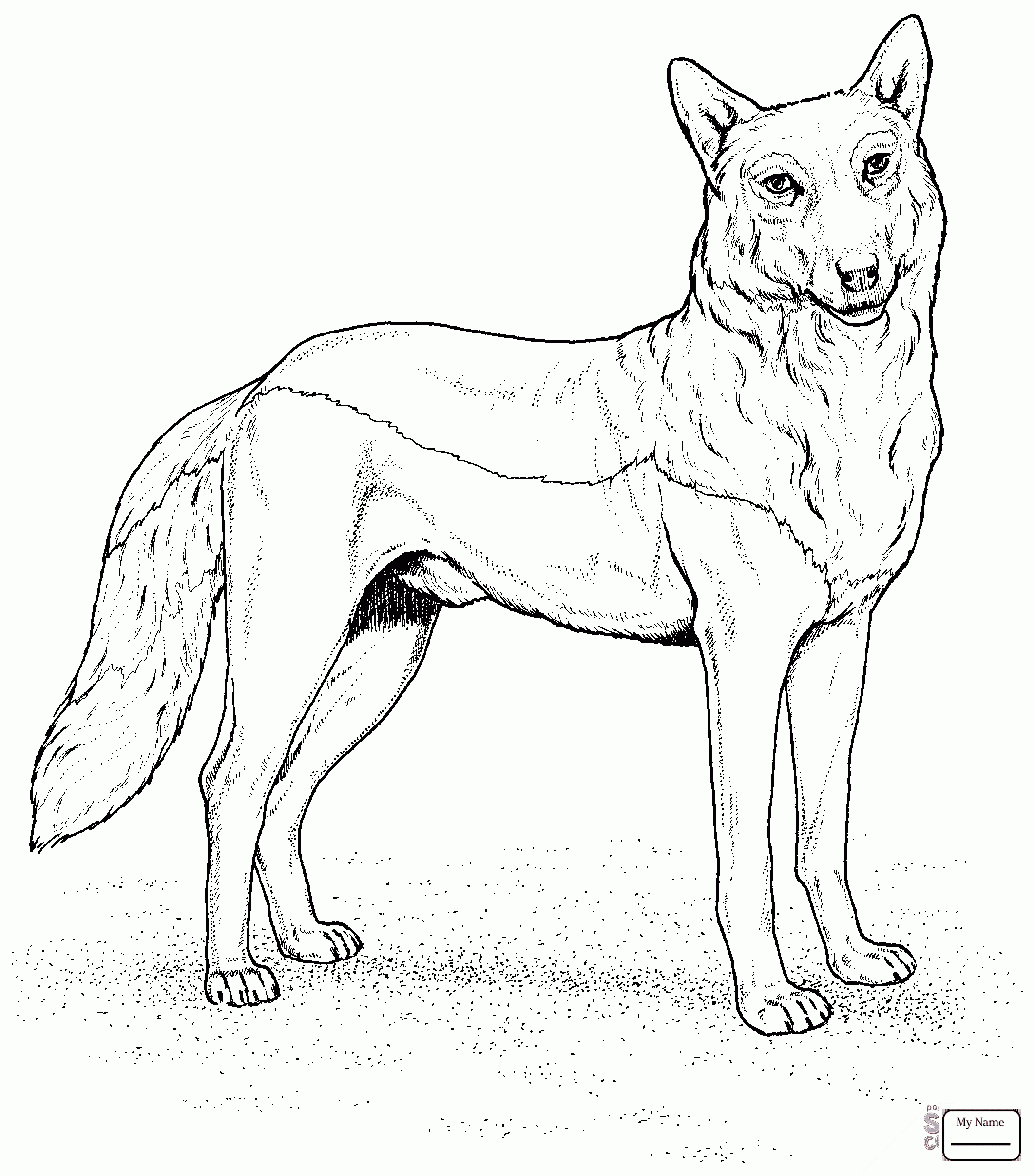 2124x2412 Coloring Pages Wolf Mammals Grey Wolf