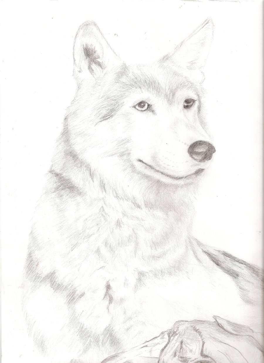900x1238 Grey Wolf By Windsprite17
