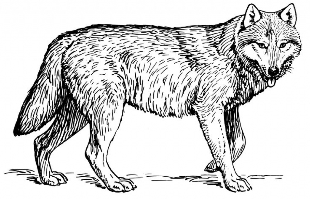 1024x659 Coloring Pages Wolf Pdf Games Printable Free Clarknews With Grey