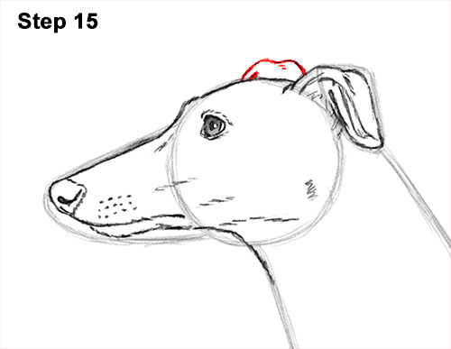 500x387 How To Draw A Dog (Greyhound)