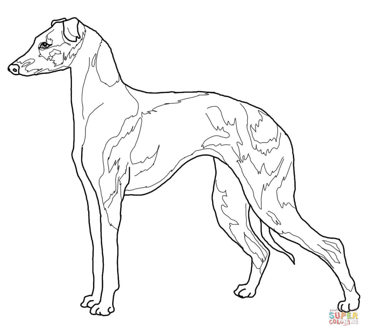 1200x1090 Italian Greyhound Coloring Page Free Printable Coloring Pages