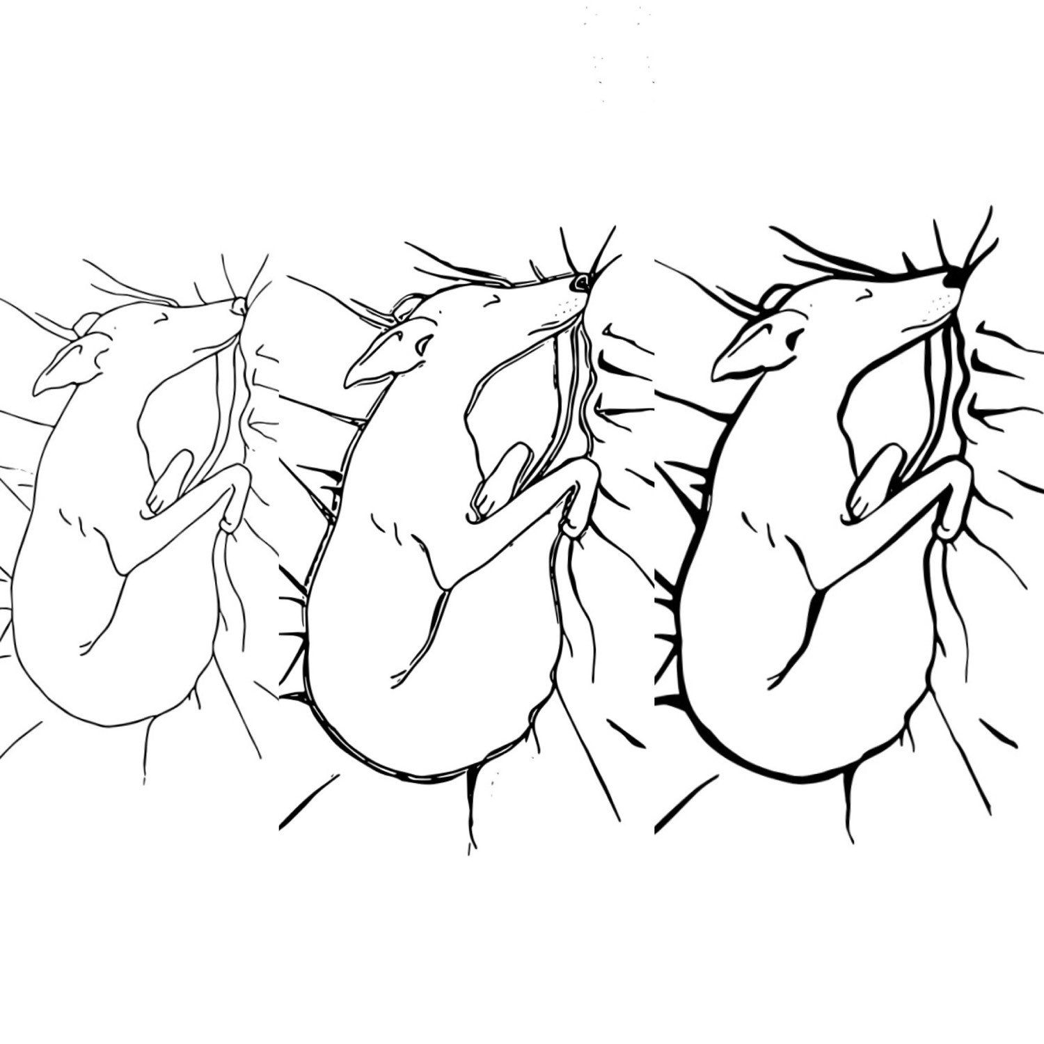 1500x1500 Zebra Mandala