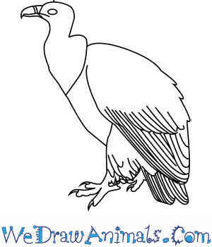300x350 How To Draw A Griffon Vulture