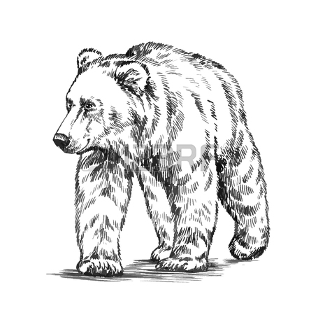 445x450 Black And White Engrave Ink Draw Isolated Vector Grizzly Bear