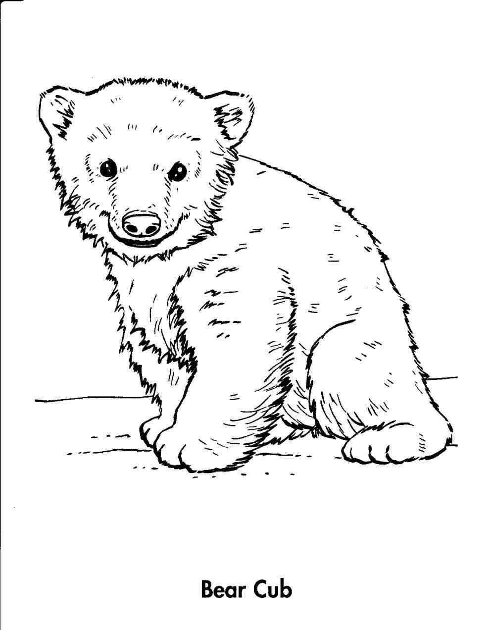 988x1272 How To Draw Grizzly Bear. How Do You Draw Bear How To Draw