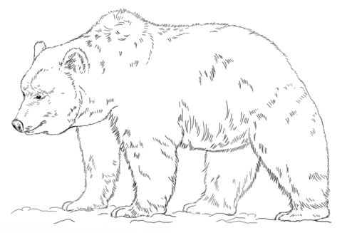 480x327 Grizzly Bear Coloring Page
