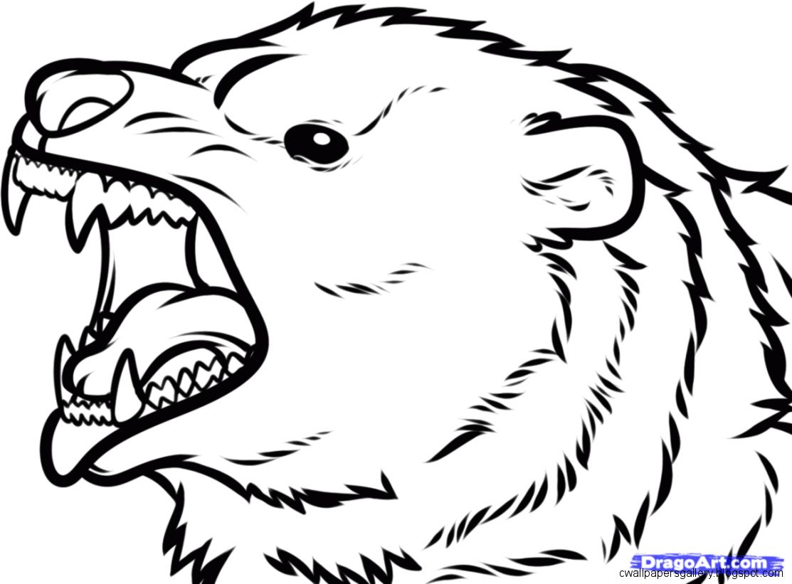 1113x821 Bear Face Drawing Wallpapers Gallery