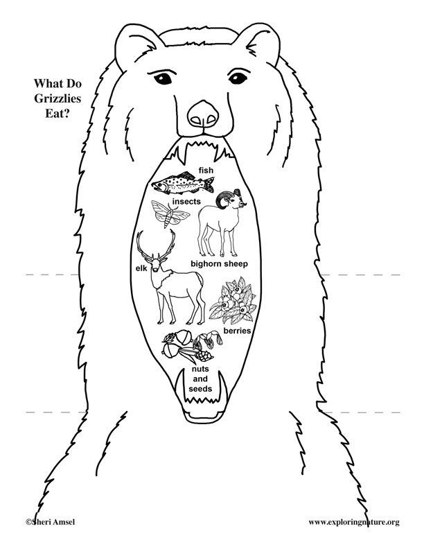 612x792 Do Grizzly Bears Eat Foldable Activity