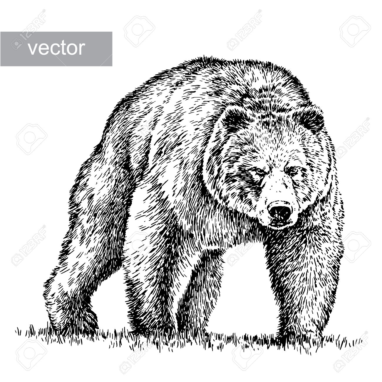 1300x1300 Brown Bear Clipart Line Drawing