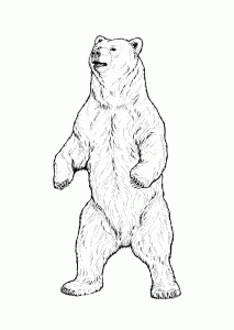 213x300 Grizzly Bear Real Animals Coloring Pages For Kids, Printable Free