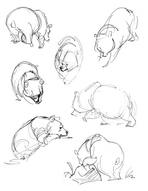 600x775 Bear Sketch Art