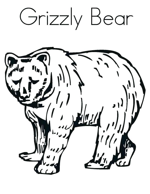 Grizzly Bear Line Drawing at GetDrawings | Free download