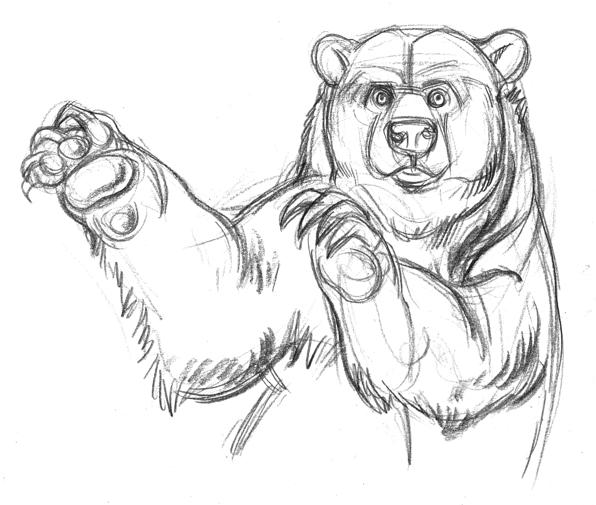 Grizzly Bear Pencil Drawing at GetDrawings | Free download