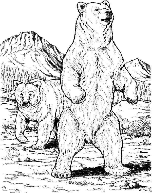 600x760 Angry Grizzly Bear Coloring Pages