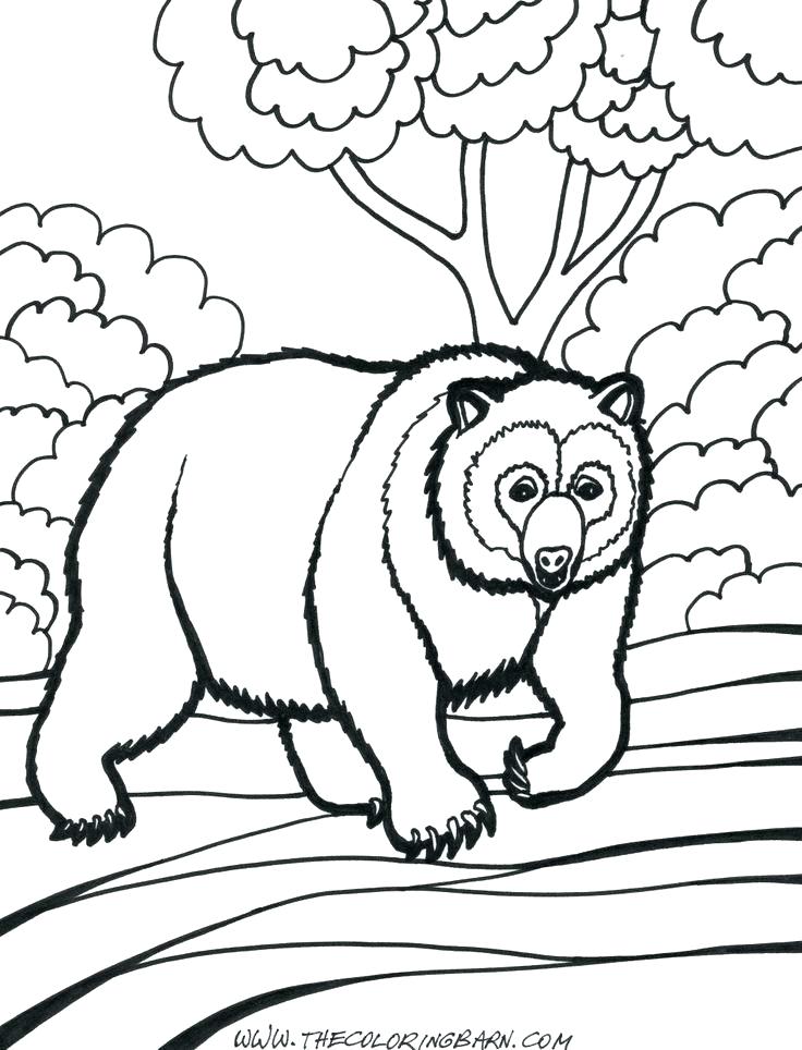 736x964 Grizzly Bear Coloring Pages 85 Also Coloring Page Of A Bear Polar