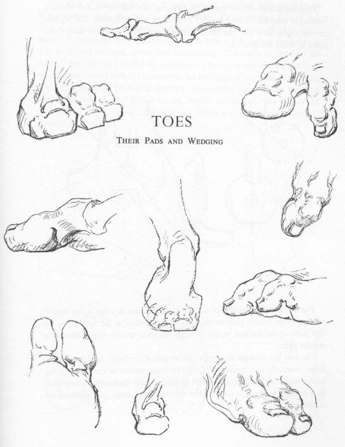1200x1557 How To Draw The Foot Drawing Feet And The Anatomy Of Them