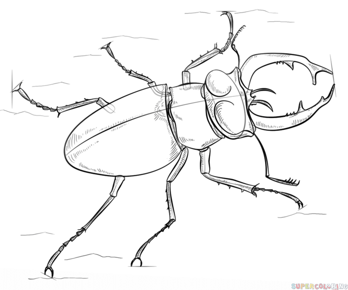 689x575 How To Draw A Stag Beetle Step By Step Drawing Tutorials