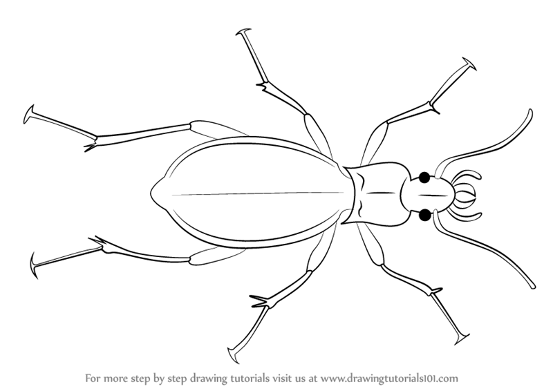 800x566 Learn How To Draw A Ground Beetle (Beetles) Step By Step Drawing