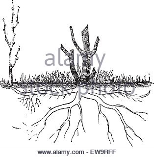314x320 Natural Ground Layering, Showing Aerial Root From One Plant