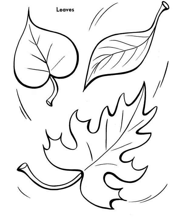 600x734 Autumn Leaf To The Ground Coloring Page