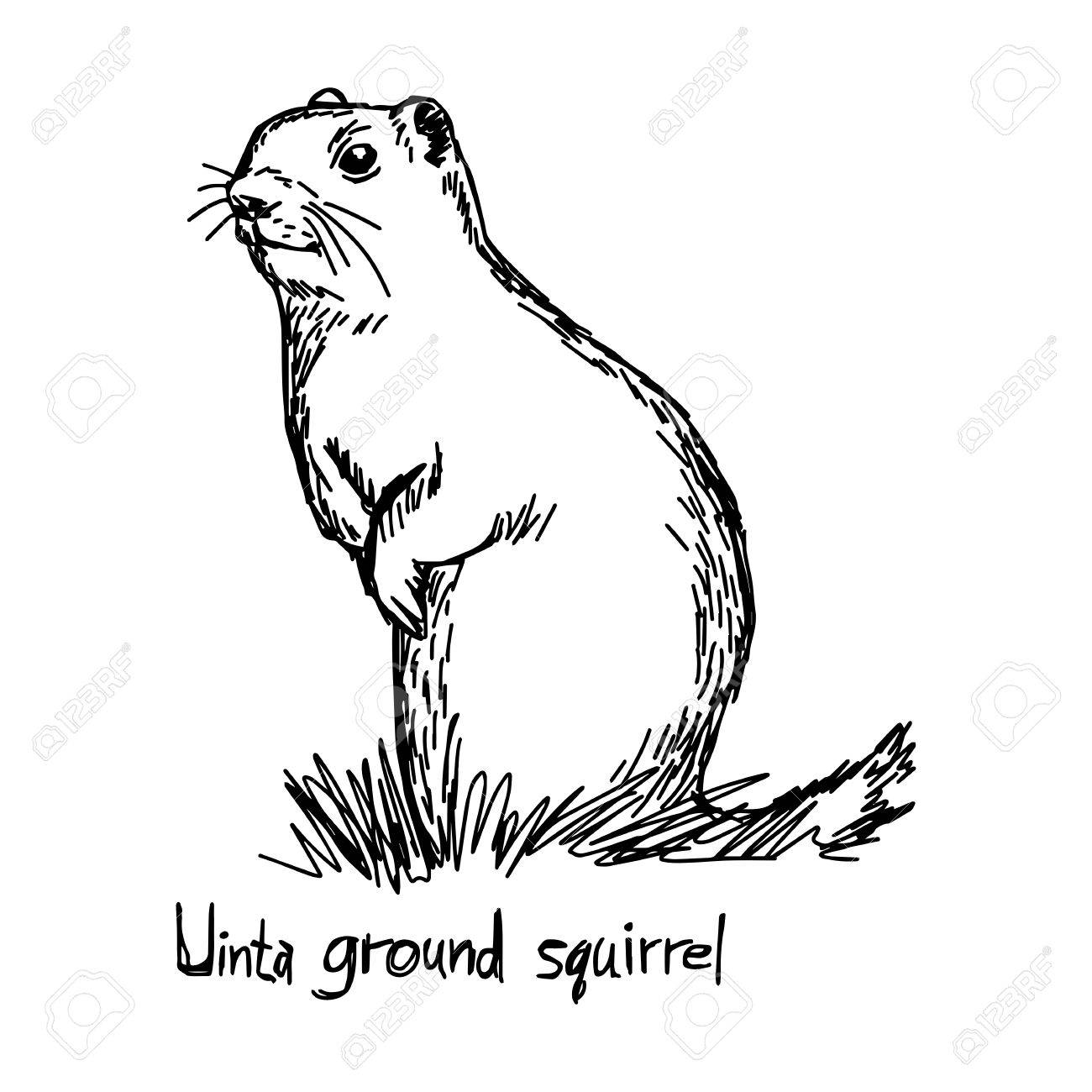 1300x1300 Uinta Ground Squirrel